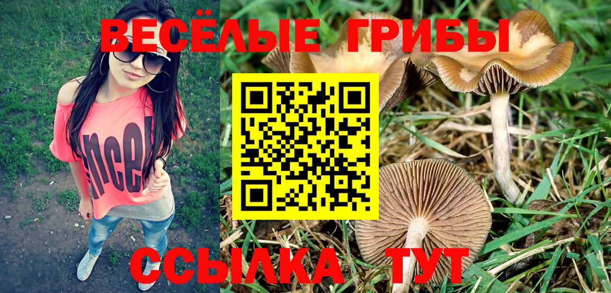 Псилоцибиновые грибы Psilocybine cubensis Новоалександровск